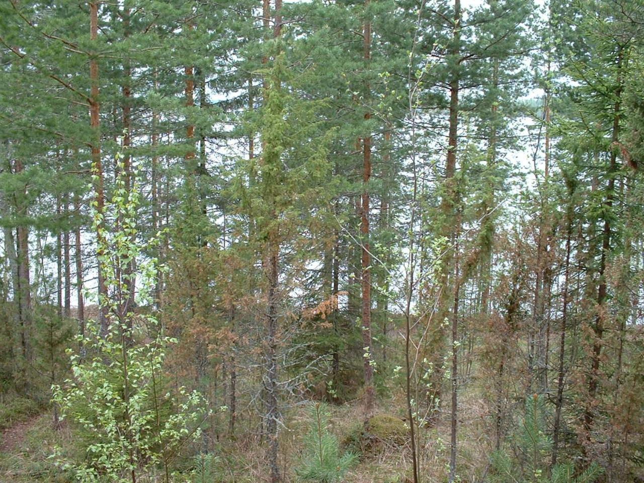 Vila Pitkaeniemen Lomamoekit Joutsa Exteriér fotografie